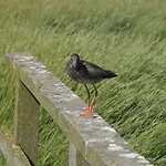 Holiday home Ferienkate Kap Eiderstedt