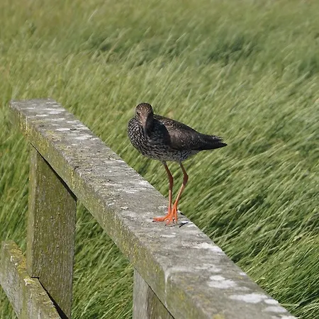 Vakantiehuis Ferienkate Kap Eiderstedt